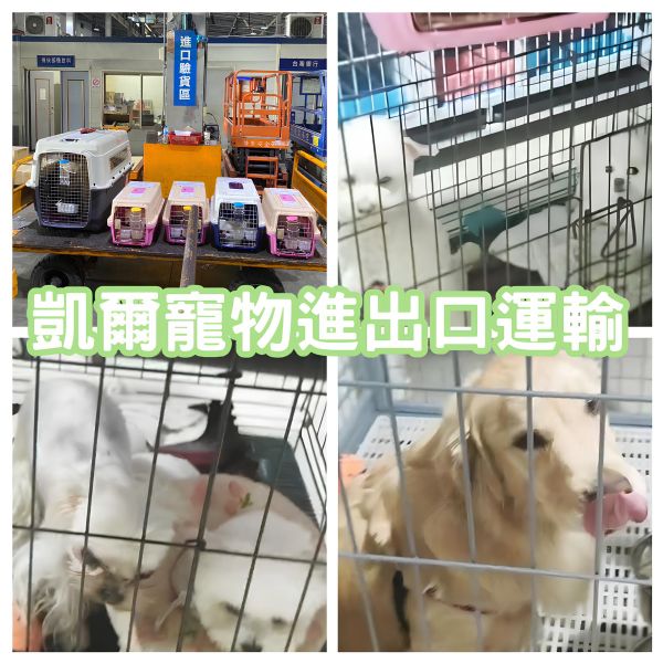 2023/12/15 『中國』5隻狗狗移民來台灣/黃金獵犬/約克夏/博美/貴賓~~~